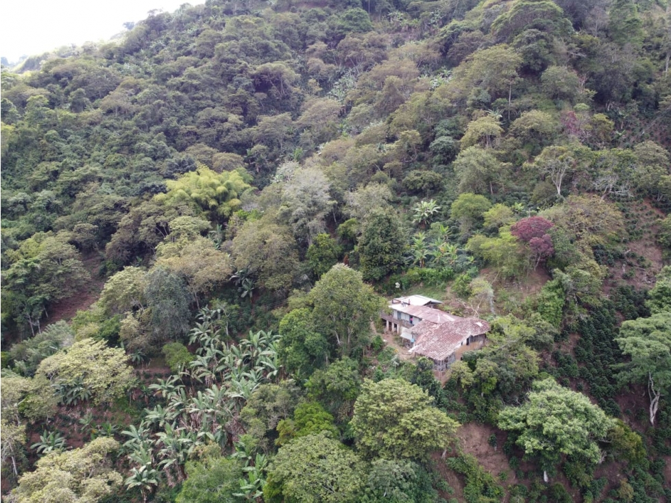 Se vende finca en Génova Quindío - 4
