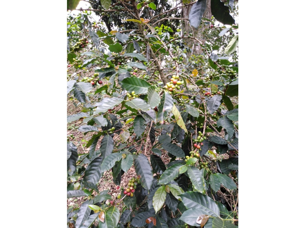 Se vende finca en Génova Quindío - 5