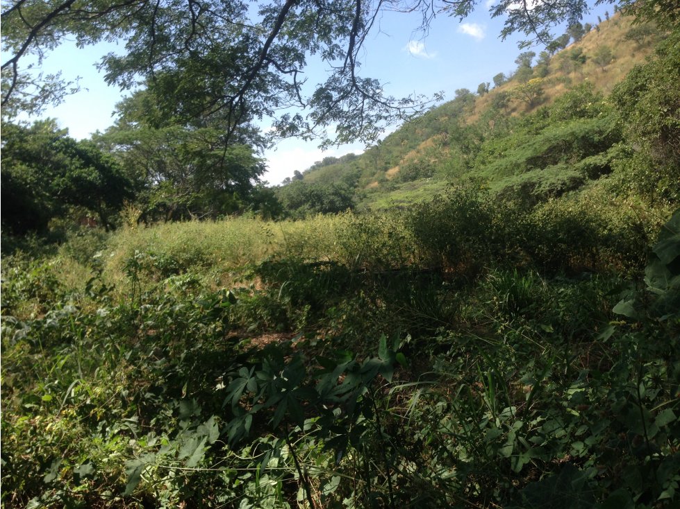 VENDO FINCA REPRESA EN SAN JUAN DEL CESAR.-GUAJIRA (SUR) - 5