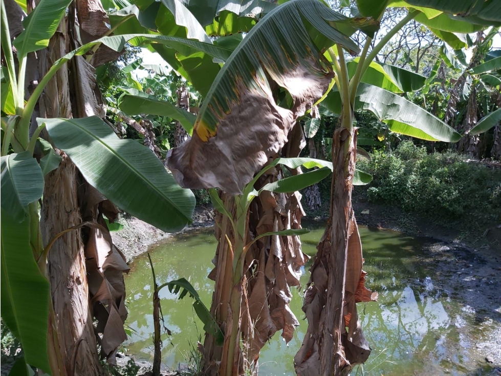 SC INM. VENDE CASA FINCA 2.5HEC .CERCA AGUAS NEGRAS MONTERIA — foto 5