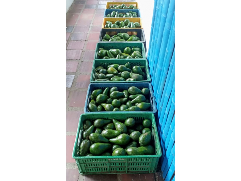 FINCA PRODUCTIVA EN VENTA EN PEREIRA CULTIVO AGUACATE, LIMON.Y PLATANO — foto 4