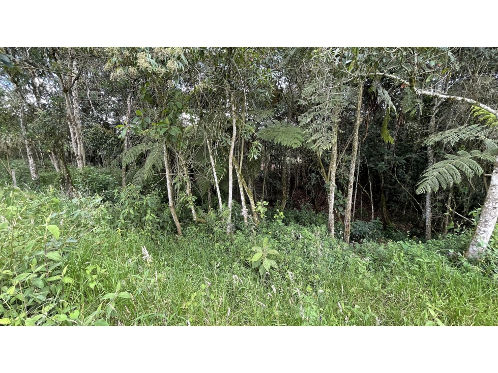 VENTA DE LOTE EN RESERVA SILVESTRE SECTOR EL YARUMO LA CEJA ANTIOQUIA — foto 6