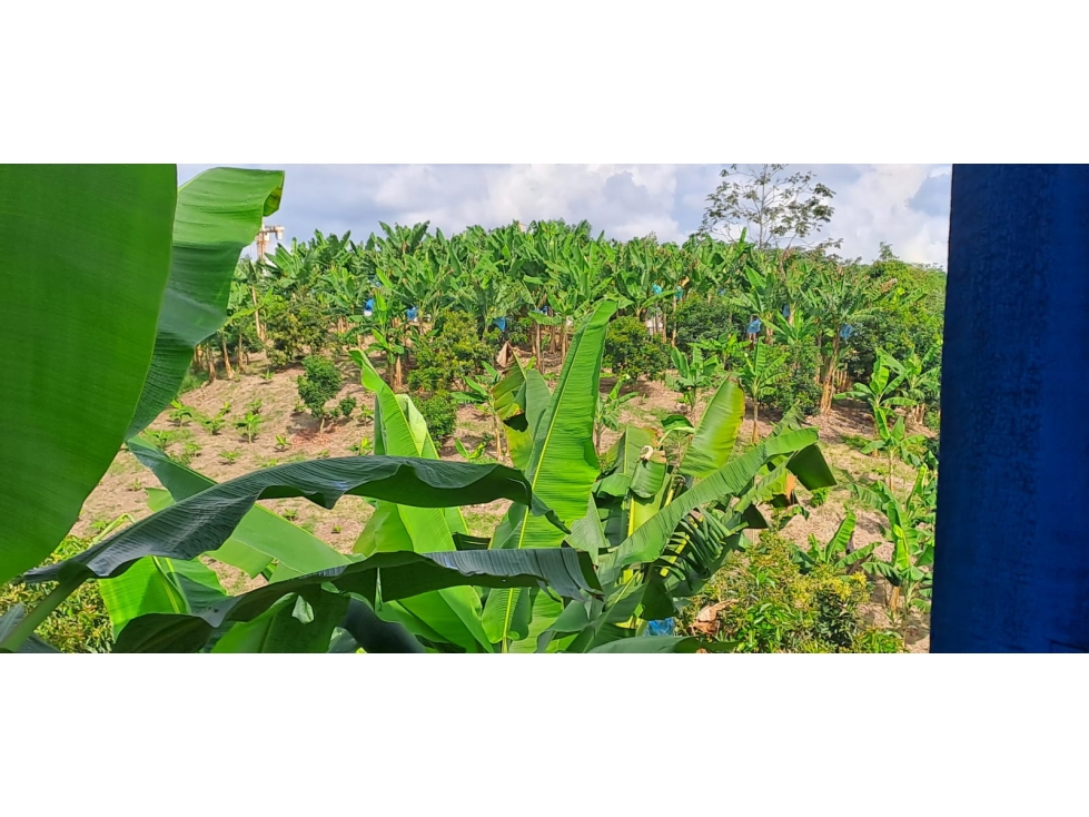 FINCA PRODUCTIVA EN VENTA EN PEREIRA CULTIVO AGUACATE, LIMON.Y PLATANO — foto 2