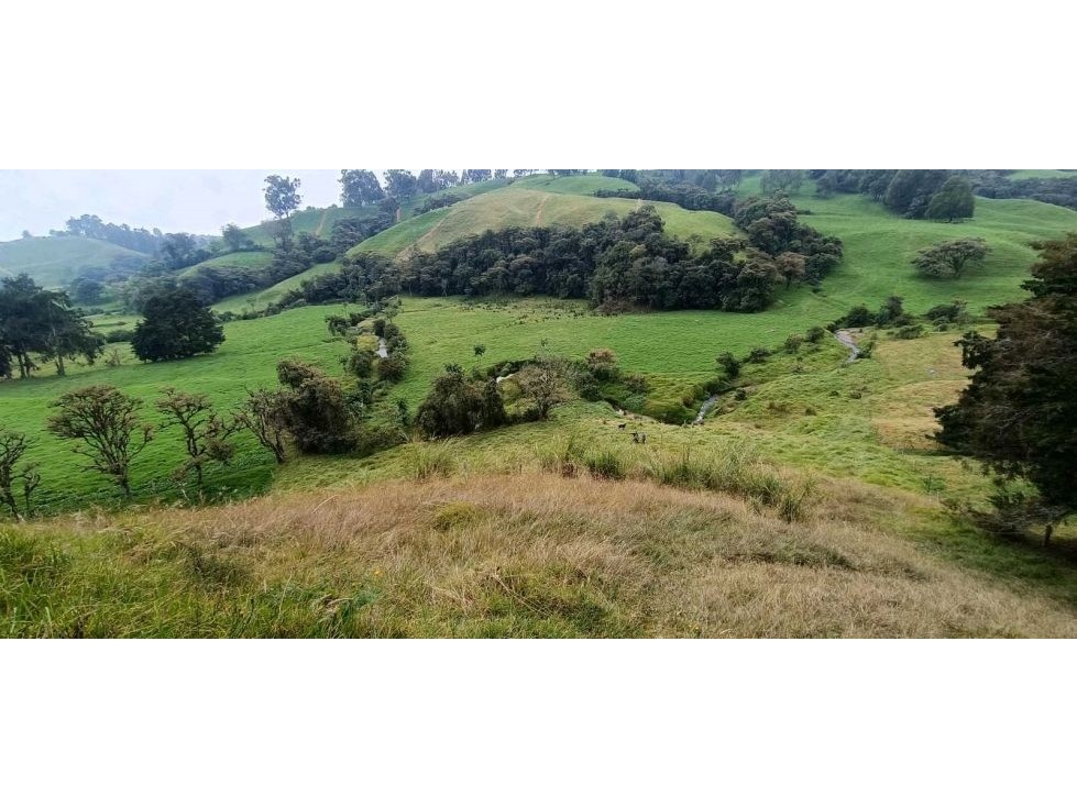Venta Lote Suburbano. en San Félix vía San Pedro. Antioquia. — foto 3