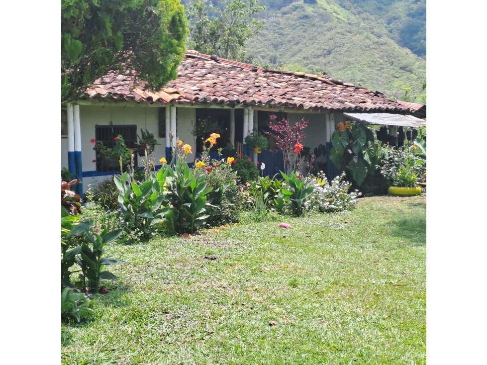 FINCA PRODUCTIVA EN VENTA EN PEREIRA CULTIVO AGUACATE, LIMON.Y PLATANO