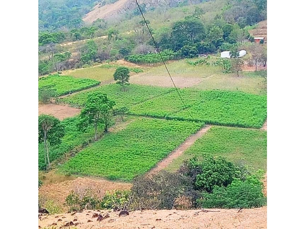 Venta Finca agroindustrial en Vereda El Tunal Santafe de Antioquia. — foto 5