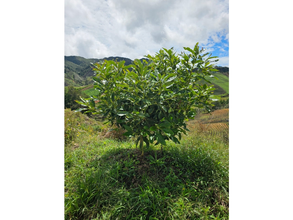 Venta de Lote V San José, San Vicente Ferrer con siembre aguacate Hass