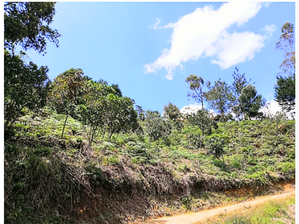 Venta Lote en Vereda Chaparral San Vicente de Ferrer
