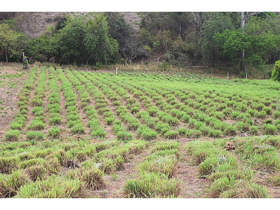 Venta Finca agroindustrial en Vereda El Tunal Santafe de Antioquia. — foto 4