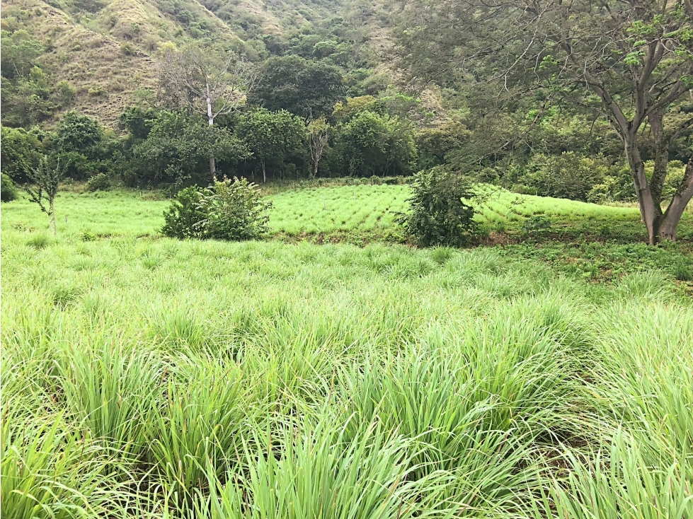 Venta Finca agroindustrial en Vereda El Tunal Santafe de Antioquia. — foto 3