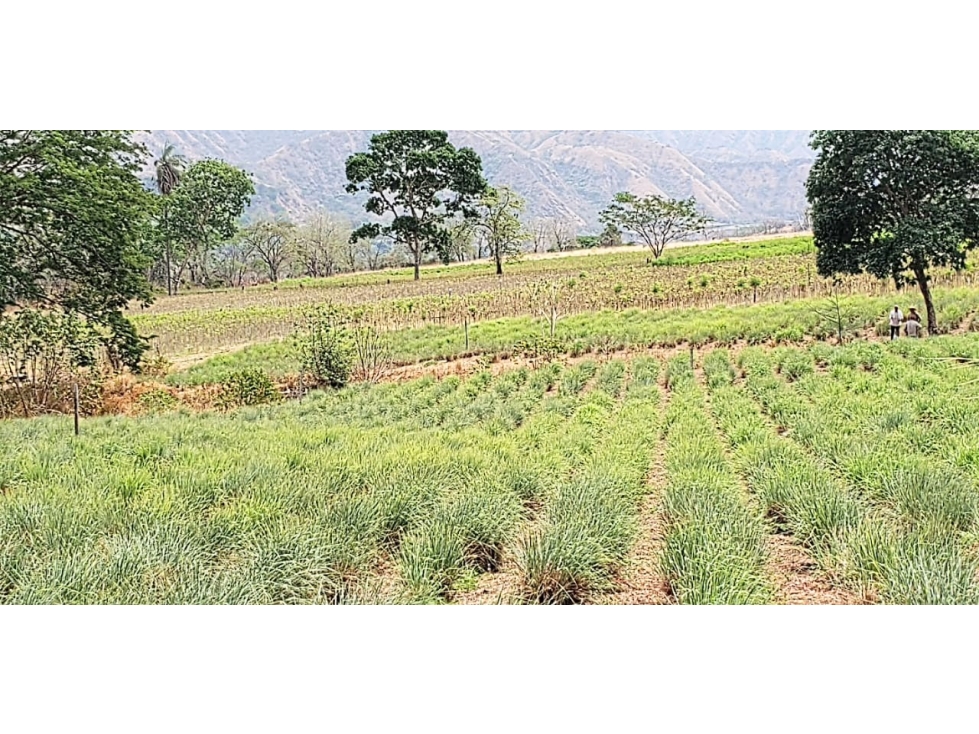 Venta Finca agroindustrial en Vereda El Tunal Santafe de Antioquia. — foto 6