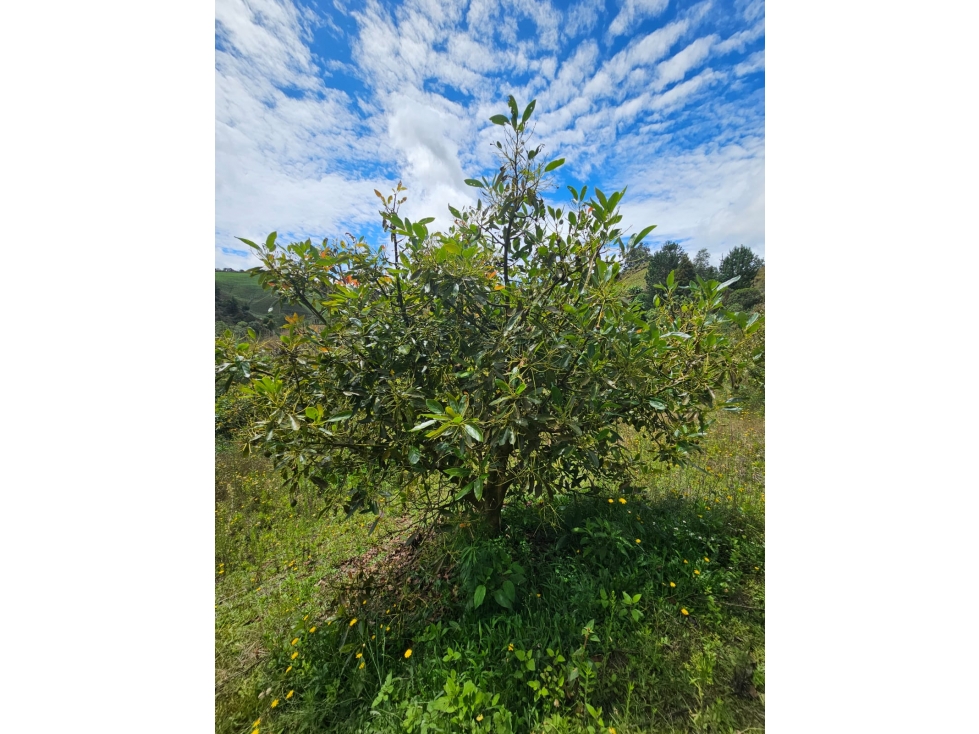 Venta de Lote V San José, San Vicente Ferrer con siembre aguacate Hass — foto 2