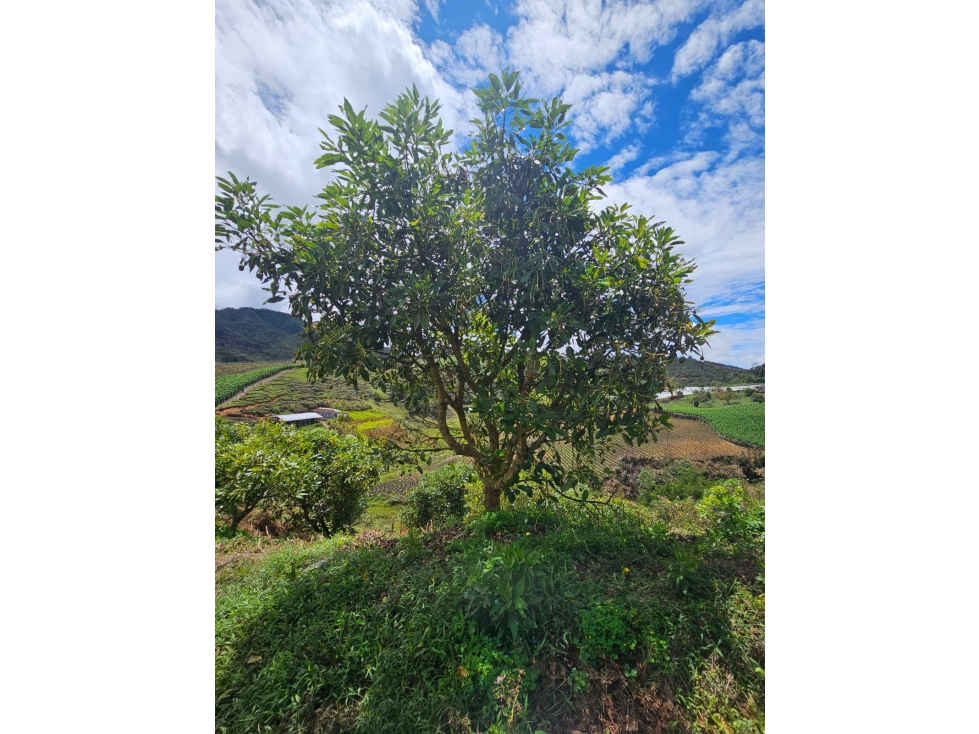 Venta de Lote V San José, San Vicente Ferrer con siembre aguacate Hass — foto 3