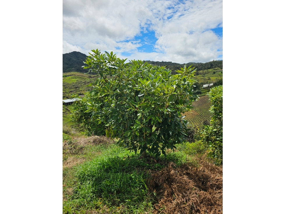 Venta de Lote V San José, San Vicente Ferrer con siembre aguacate Hass — foto 4