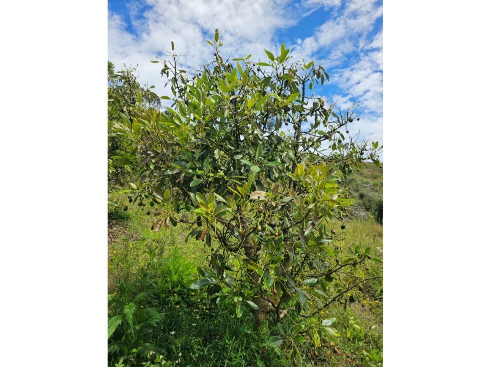 Venta de Lote V San José, San Vicente Ferrer con siembre aguacate Hass — foto 5