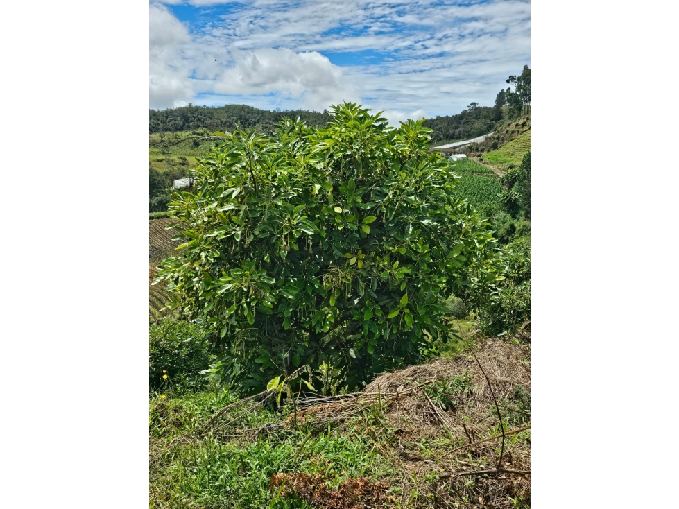 Venta de Lote V San José, San Vicente Ferrer con siembre aguacate Hass — foto 6