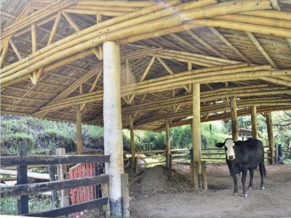 Venta Finca Girardota Corregimiento Cabildo Antioquia — foto 5
