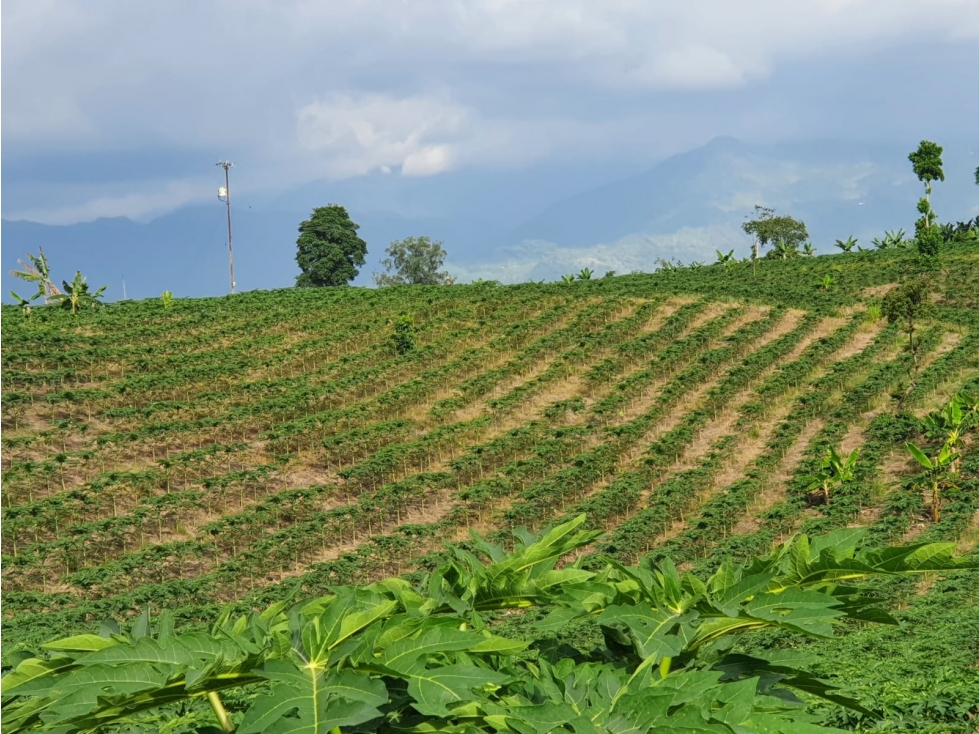Finca o lote para la venta en La Tebaida Quindío - 1