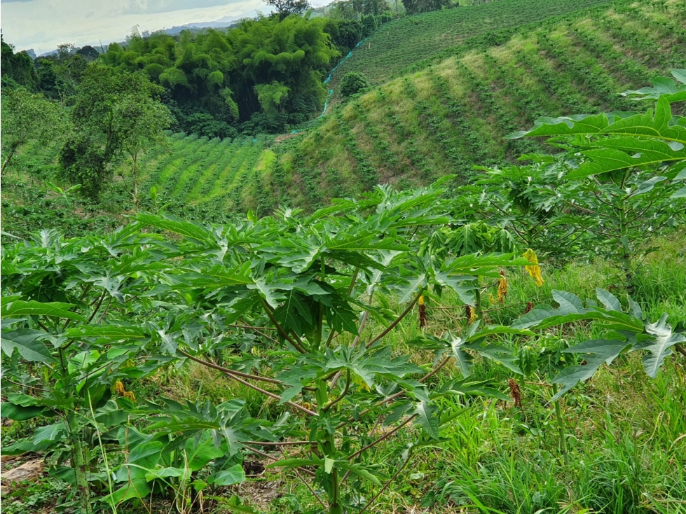 Finca o lote para la venta en La Tebaida Quindío - 2