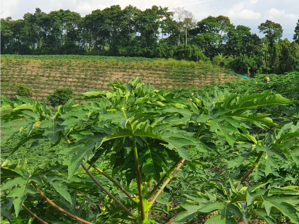 Finca o lote para la venta en La Tebaida Quindío - 3