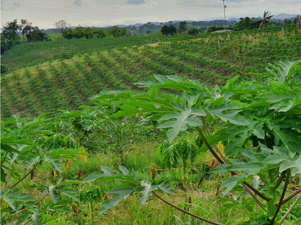 Finca o lote para la venta en La Tebaida Quindío - 4