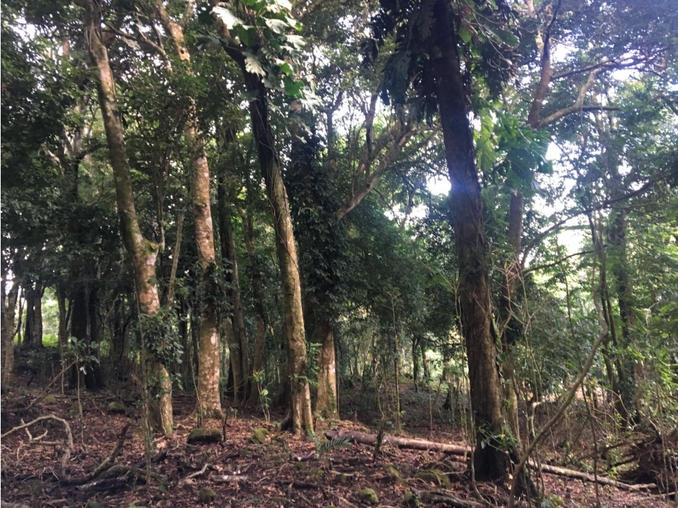 Terreno en venta ubicado en la Laguna de San Carlos (AA) - 2