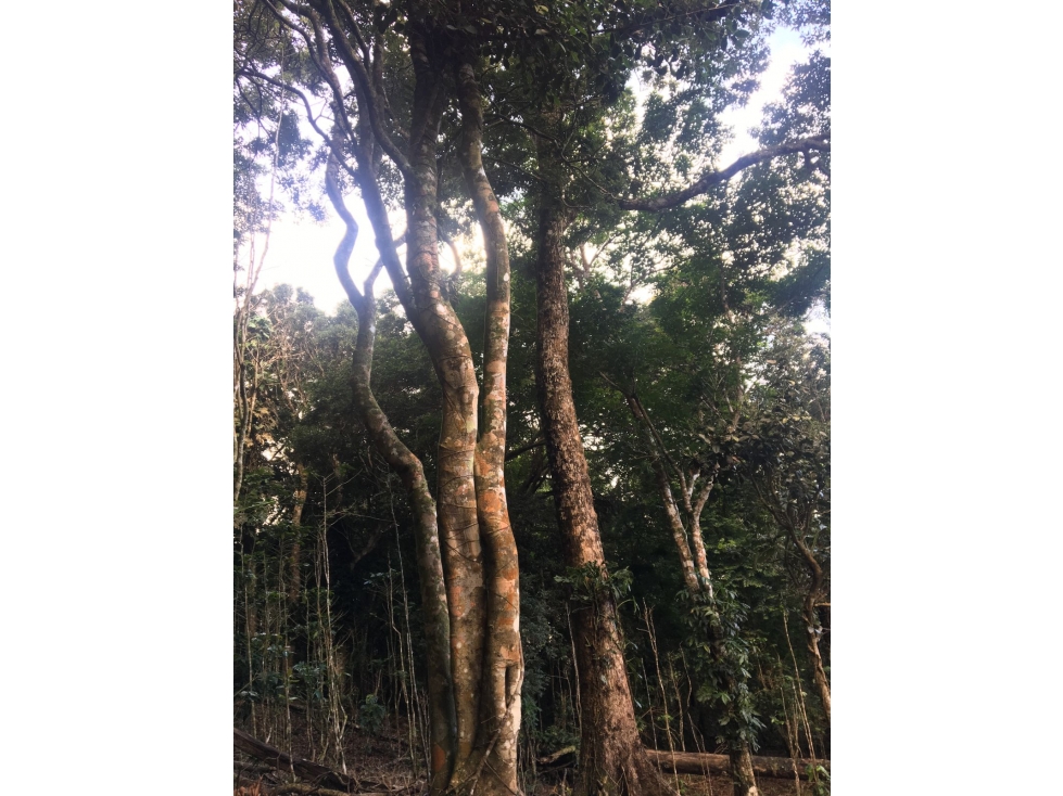 Terreno en venta ubicado en la Laguna de San Carlos (AA) - 4