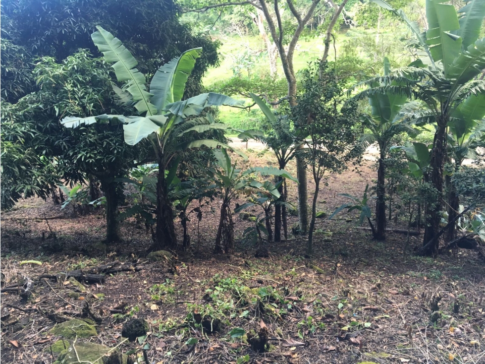 Terreno en venta ubicado en la Laguna de San Carlos (AA) - 5