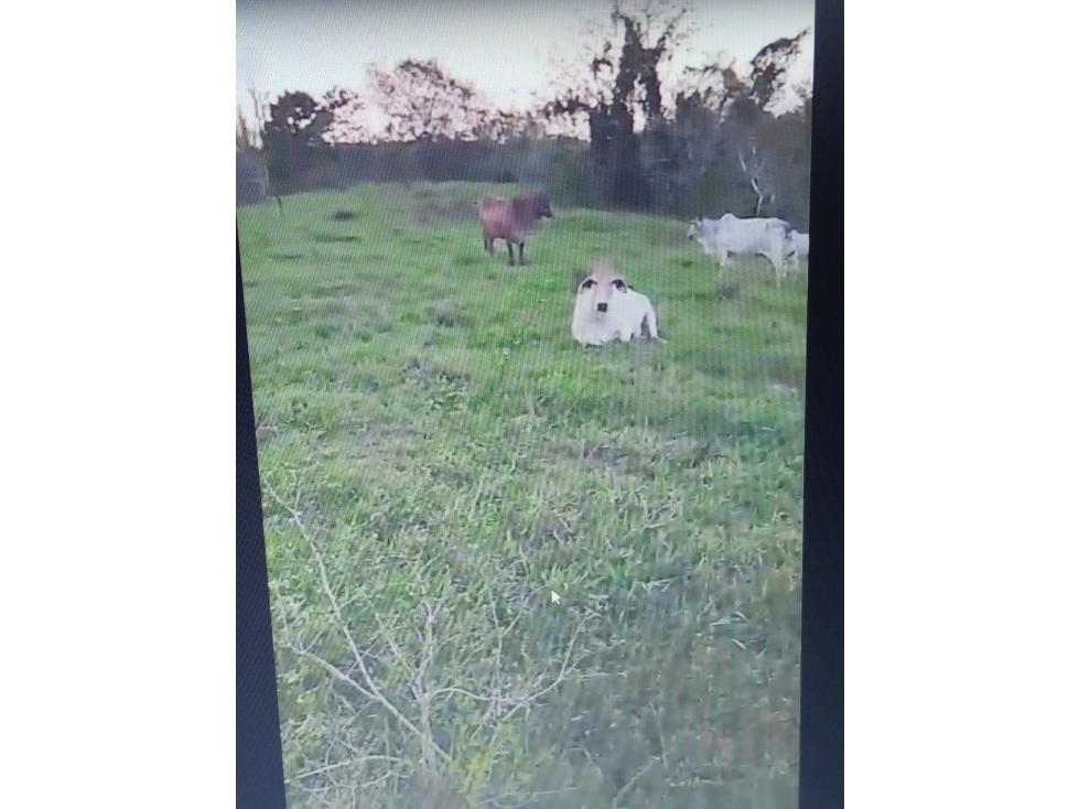 VENDO FINCA ENTRE SAN CARLOS Y CARRIZAL CORDOBA