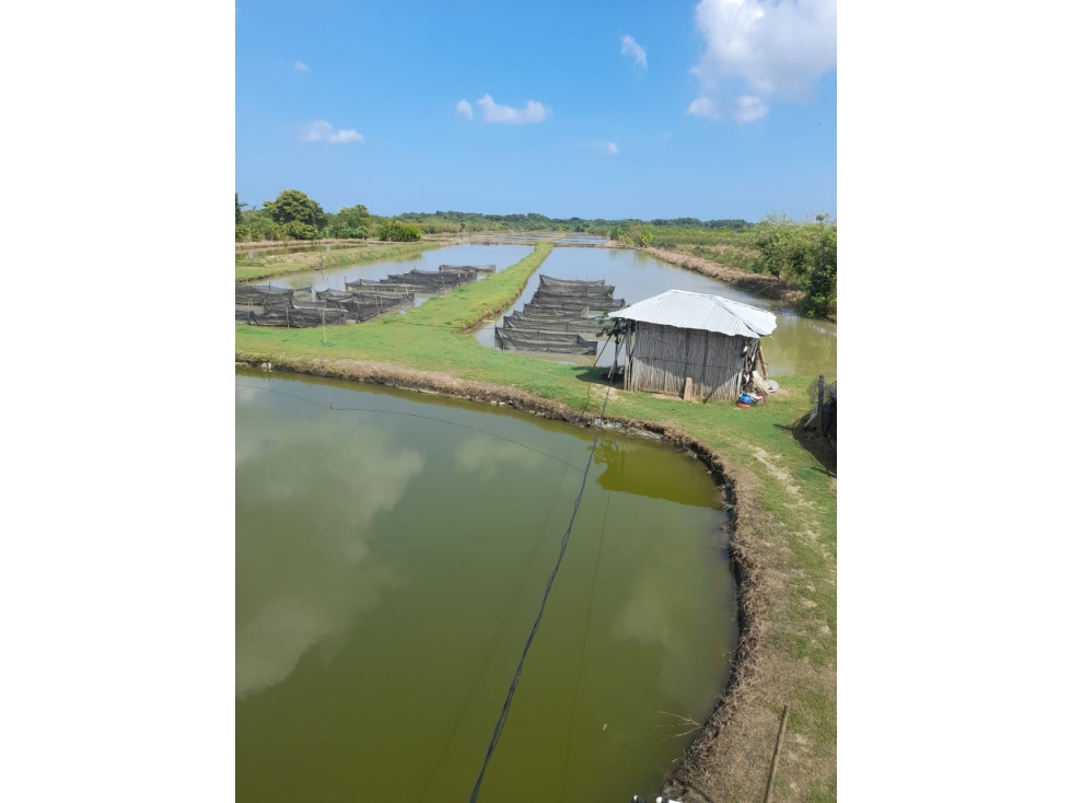 VENDO PISCÍCOLA EN LORICA VÍA A SAN BERNARDO DEL VIENTO CÓRDOBA - 2