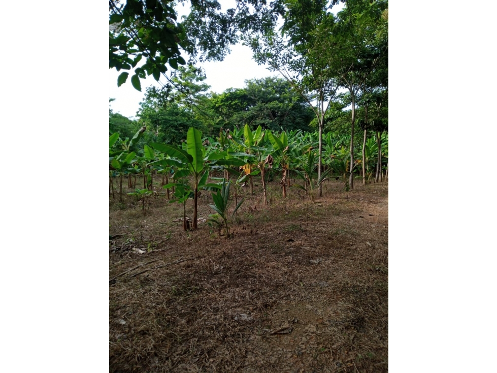 EN VENTA FINCA EN LOMA VERDE MONTERÍA COLOMBIA