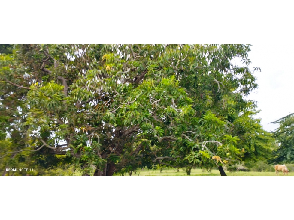 EN VENTA LOTE EN BESITO VOLAO SABANAL MONTERIA CORDOBA