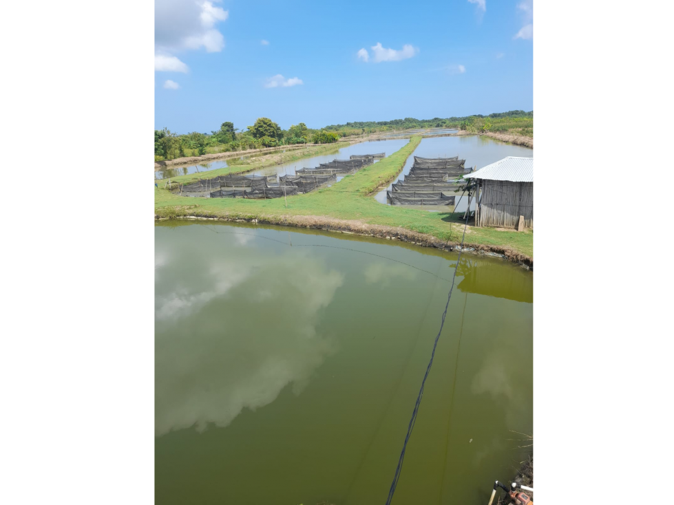 VENDO PISCÍCOLA EN LORICA VÍA A SAN BERNARDO DEL VIENTO CÓRDOBA - 1