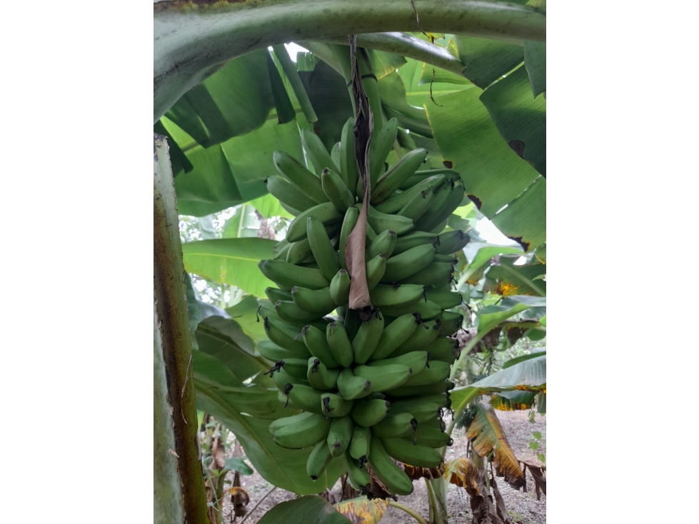 VENDO CASA FINCA EN SAN CARLOS CORDOBA COLOMBIA — foto 6