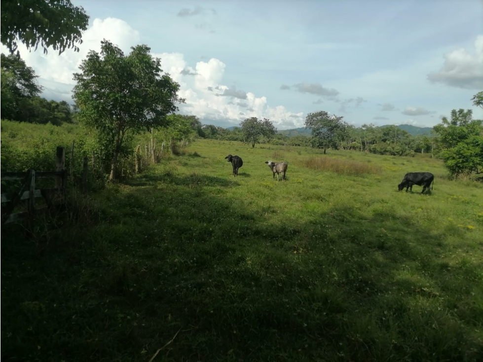 VENDO FINCA EN TIERRALTA CORDOBA COLOMBIA - 4