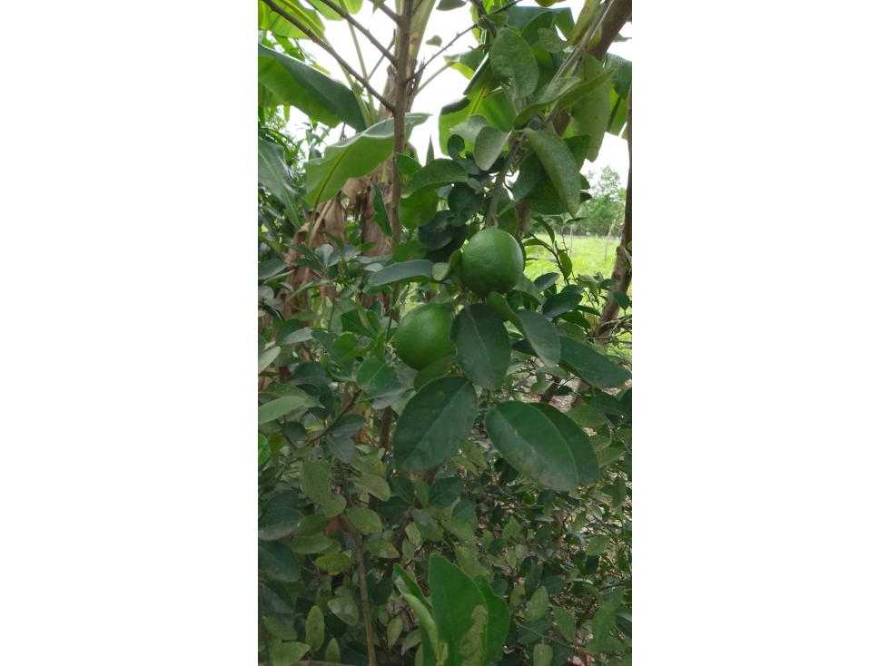VENDO CASA FINCA EN CAÑO VIEJO LAS LAMAS MONTERIA CORDOBA — foto 5