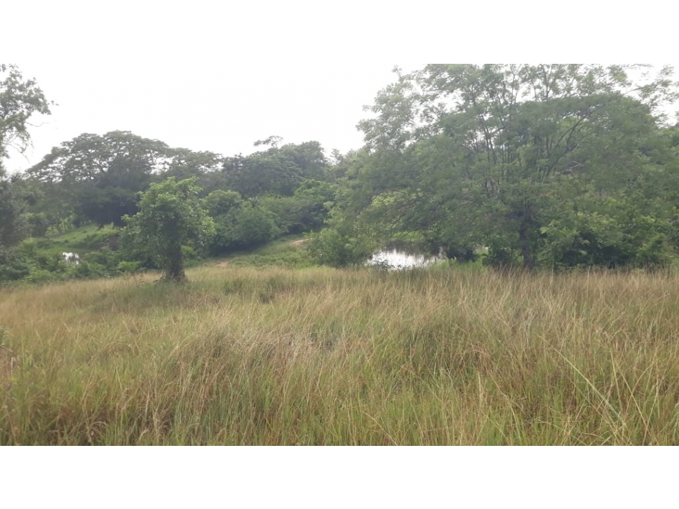 VENDO FINCA EN LA VIA A´PLANETA RICA CORDOBA — foto 2
