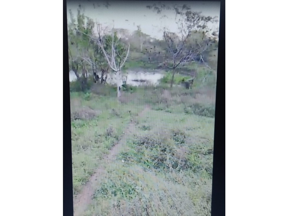 VENDO FINCA ENTRE SAN CARLOS Y CARRIZAL CORDOBA — foto 6