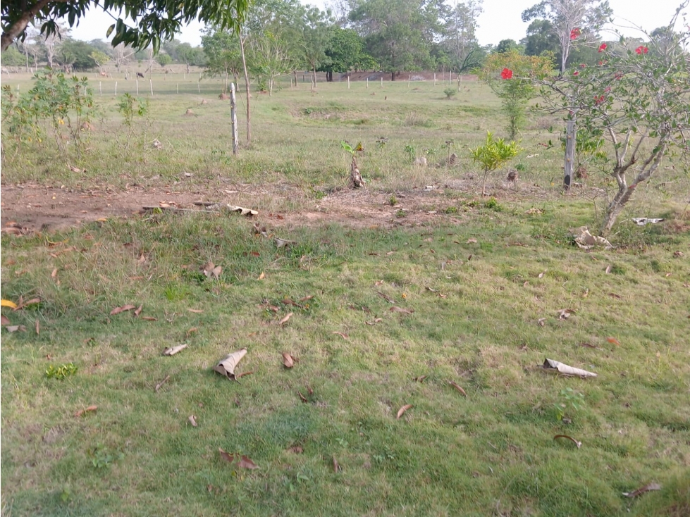 VENDO FINCA EN CAÑO VIEJO LAS LAMAS VIA A PLANETA RICA CORDOBA