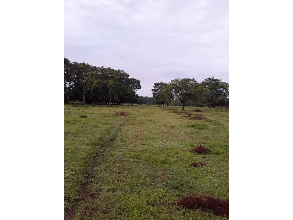 VENDO FINCA EN CANALETE CORDOBA COLOMBIA - 5