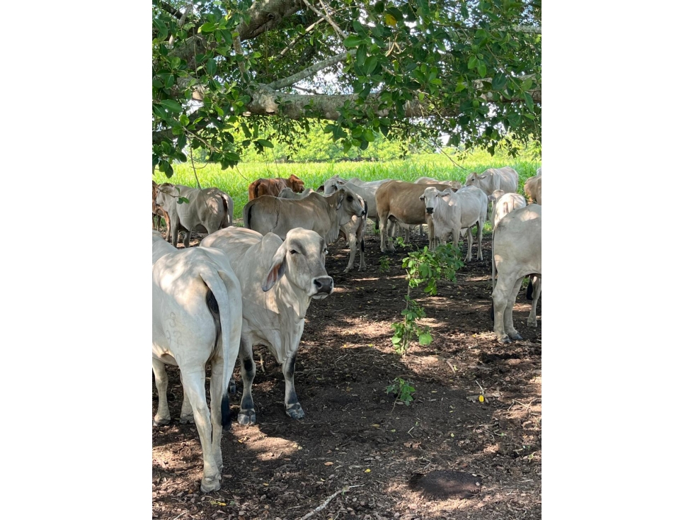 VENDO FINCA EN AYAPEL CORDOBA COLOMBIA - 1