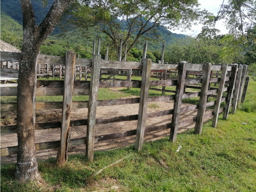 VENDO FINCA EN TIERRALTA CORDOBA COLOMBIA - 3