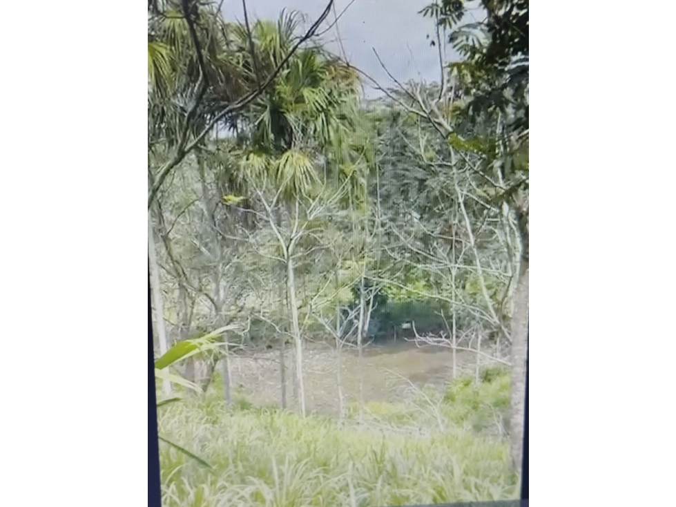 VENDO FINCA VIA MONTERIA PLANETA RICA CORDOBA SECTOR GUACHARACAL — foto 2