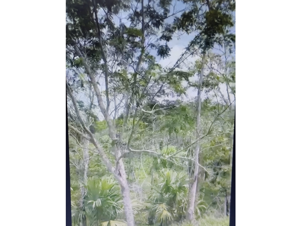 VENDO FINCA VIA MONTERIA PLANETA RICA CORDOBA SECTOR GUACHARACAL — foto 3