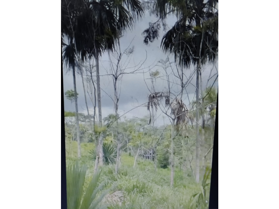 VENDO FINCA VIA MONTERIA PLANETA RICA CORDOBA SECTOR GUACHARACAL — foto 6