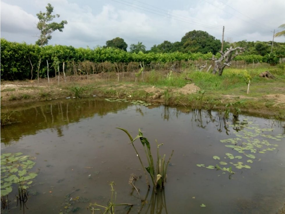 EN VENTA FINCA EN LA DOCTRINA AL LADO RIO SINU LORICA COLOMBIA - 4