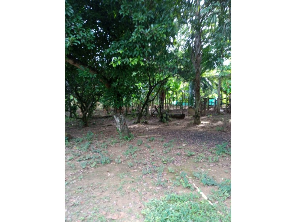 EN VENTA FINCA EN LOMA VERDE MONTERÍA COLOMBIA — foto 2
