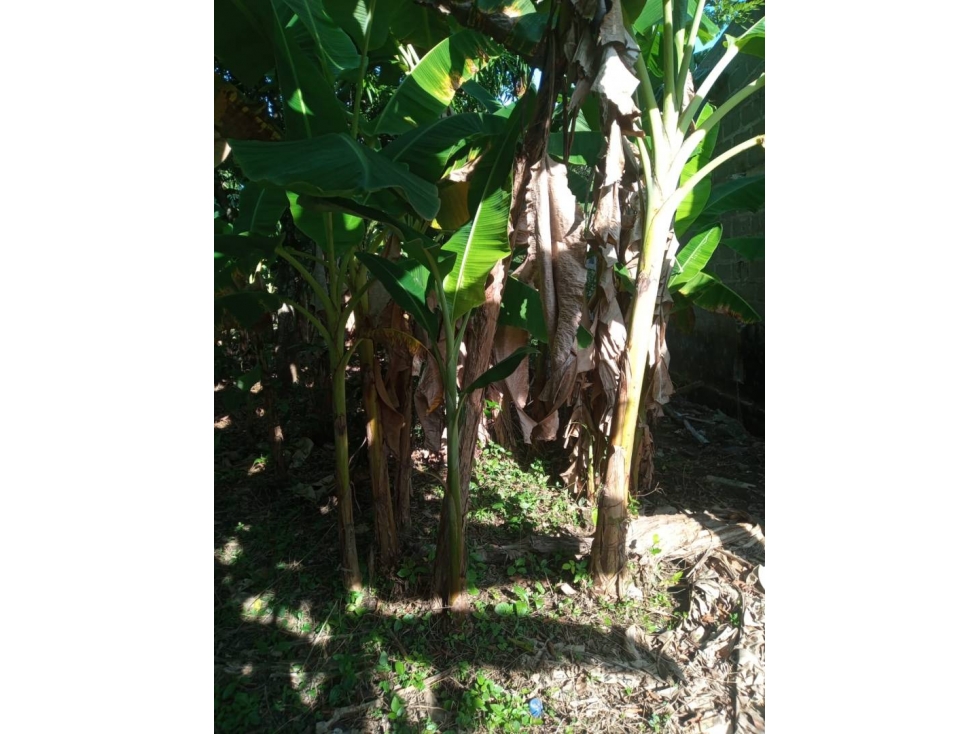 LOTE EN VENTA EN LA VIA AGUAS NEGRAS MONTERÍA CÓRDOBA COLOMBIA — foto 2