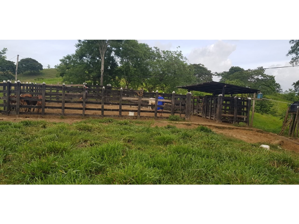 VENDO FINCA GANADERA SAN CARLOS CÓRDOBA - 1