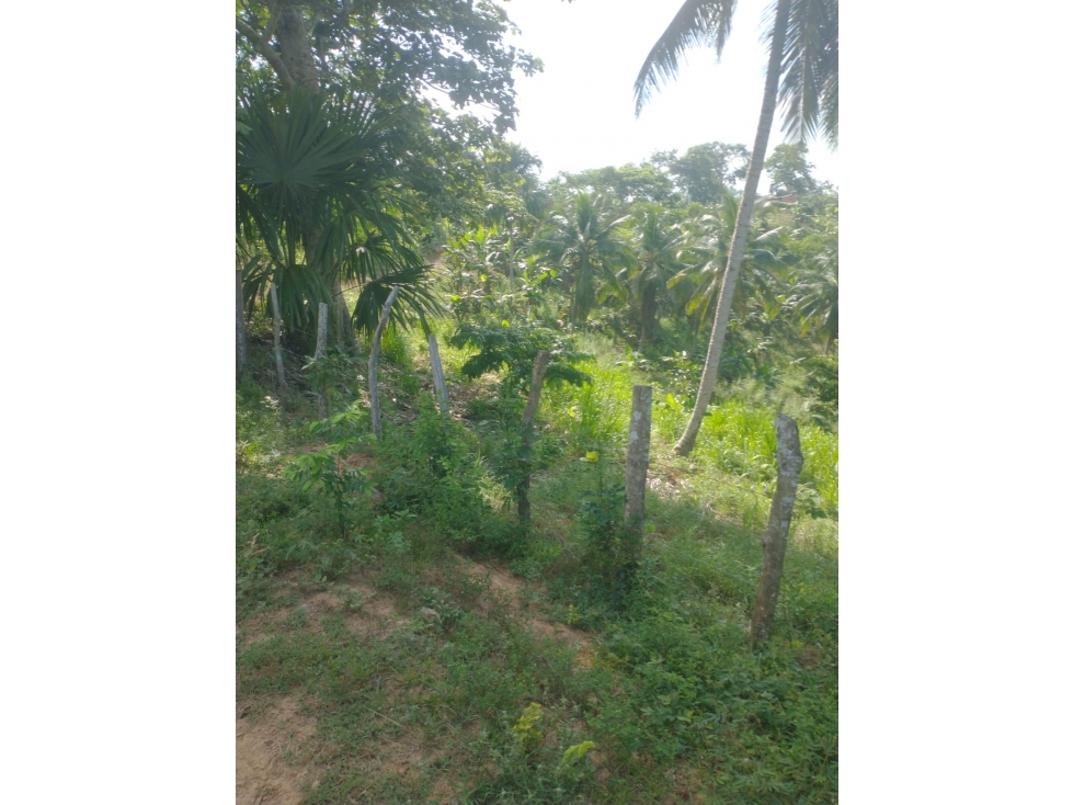 VENDO FINCA VIA A MOÑITOS MONTERIA CORDOBA — foto 2